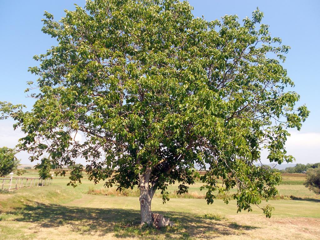 Agriturismo San Matteo Tarquinia Exteriör bild